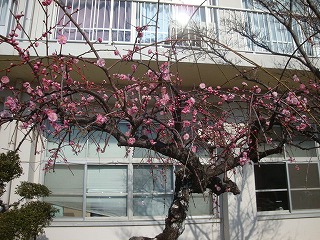 花壇と梅の様子