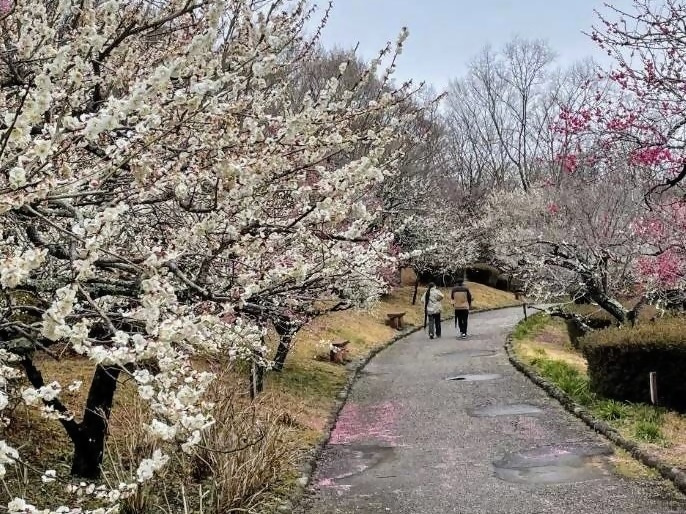 岩本山リサイズ
