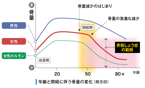 骨量の変化