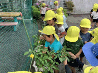 子どもが育てた大根を収穫している写真