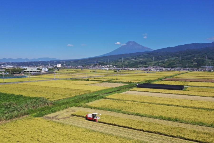 稲と富士山