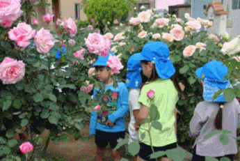 ばらの花の見学の写真