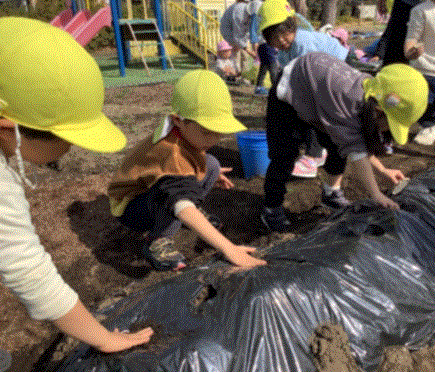 じゃがいもを植えている写真