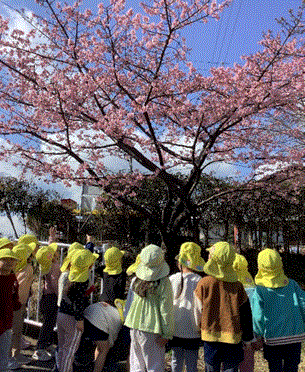 散歩に行って桜を見ている写真
