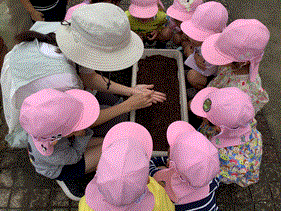 二十日大根の種を植えている写真