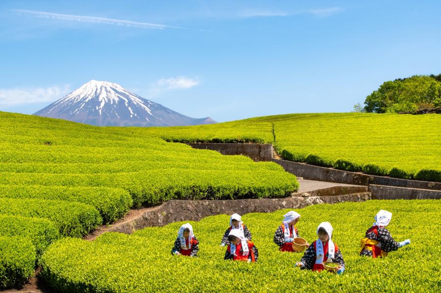 大渕笹場の茶摘み