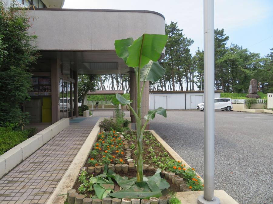 まちセン花壇に定植