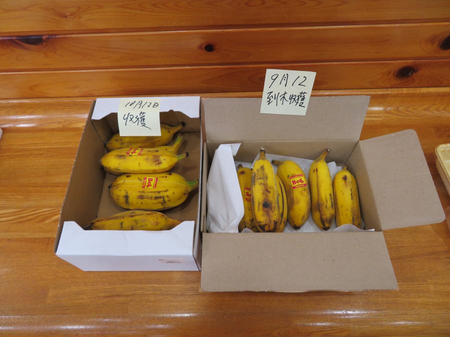 試食用バナナ