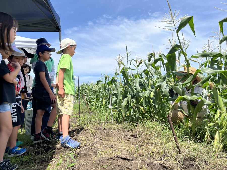 わくわくコーン