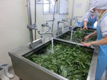 写真　野菜を洗っている様子