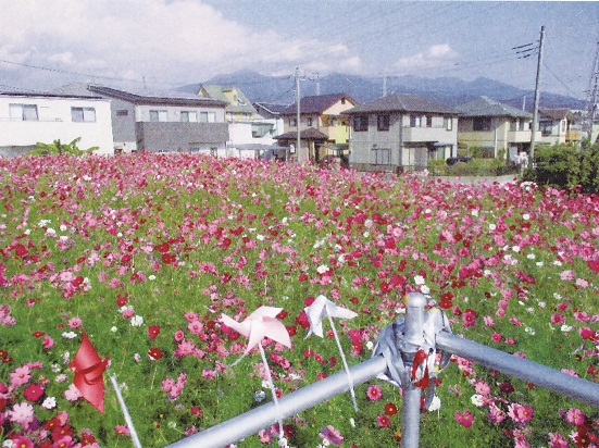 コスモス