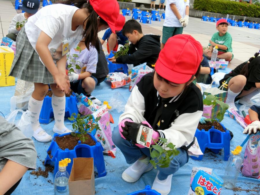 野菜の苗植え1