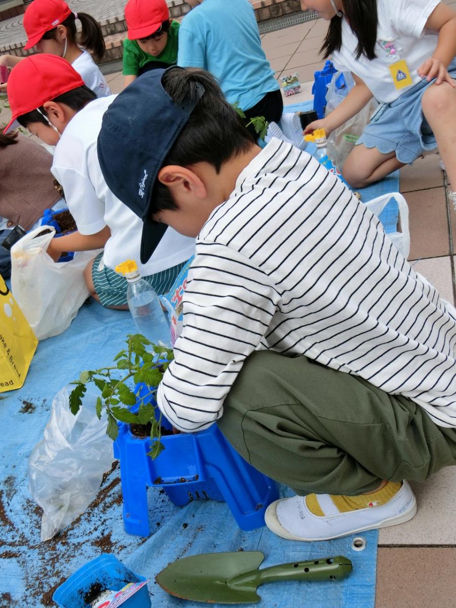 野菜の苗植え3