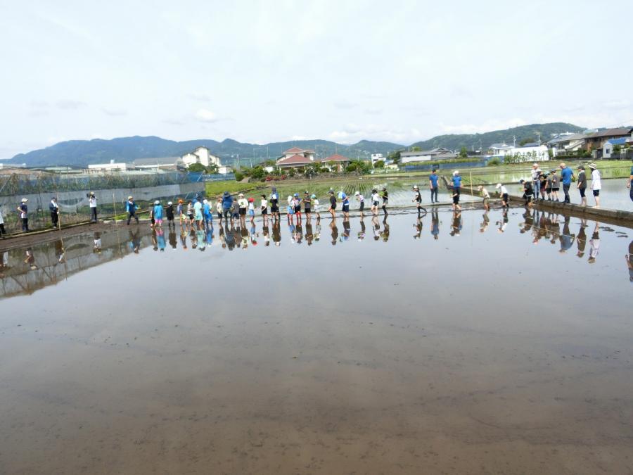 田植え1
