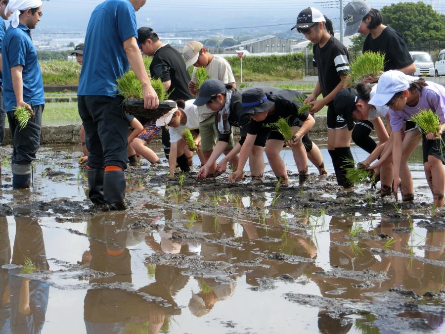 田植2