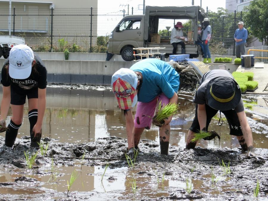 田植え3
