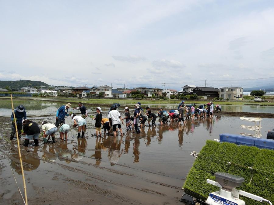 田植え4