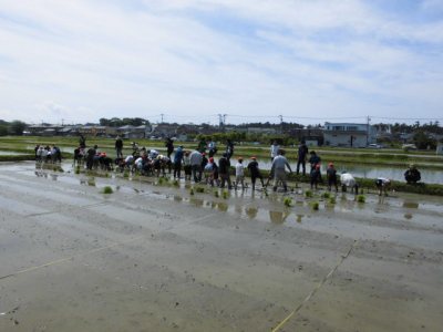 田植え体験の様子1