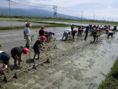 田植え体験の様子2