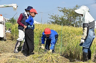 お米の収穫1