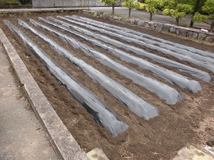 さつまいも植え2