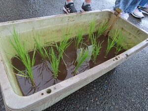 農業体験6