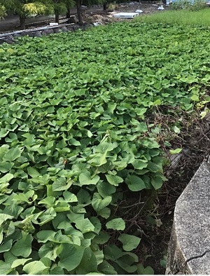 さつまいも収穫1
