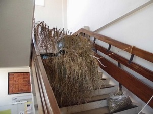 農業体験1