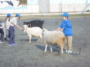 12月14日　1年生　生活「なかよくなろうね　小さなともだち3　～1日どうぶつ村～」3