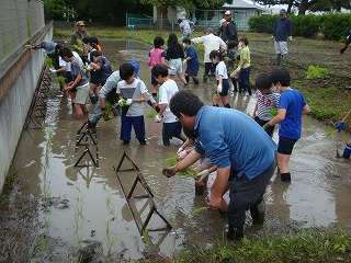 5月16日　田植え2