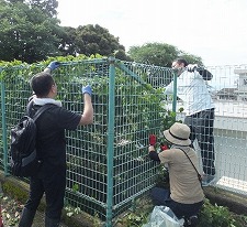 （写真）枝切り