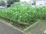 教材園の様子1