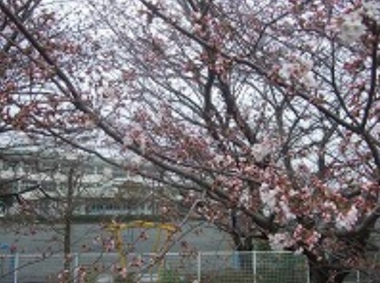 桜1