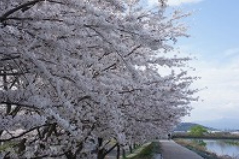 桜2