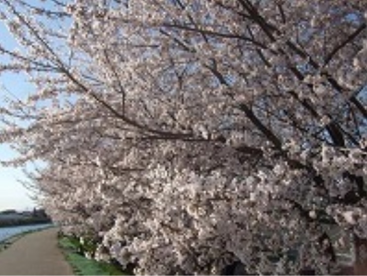桜八分咲き