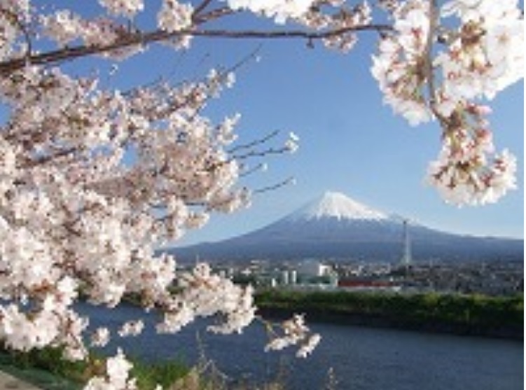 桜と富士山