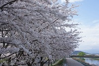 桜2