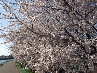桜3