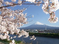 桜と富士山