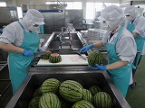 （写真）2024年7月3日 すいかをカットする様子