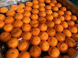 （写真）2024年4月19日きよみオレンジ