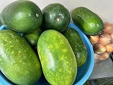 （写真）2024年9月6日の冬瓜