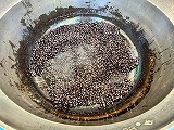 （写真）2025年1月22日 黒豆を調理する様子