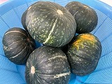 （写真）2023年12月20日のかぼちゃ