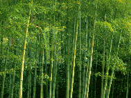 竹林