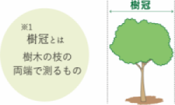画像図3樹冠とは樹木の枝の両端で測るもの