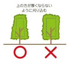 画像図6生垣の刈込方法