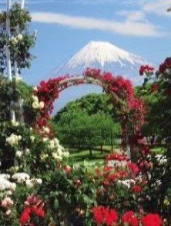 富士市中央公園のバラ