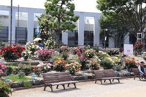 （写真）バラオーナー花壇