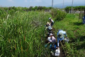 (写真)(第3回)放流したオタマジャクシ捜索(水路)